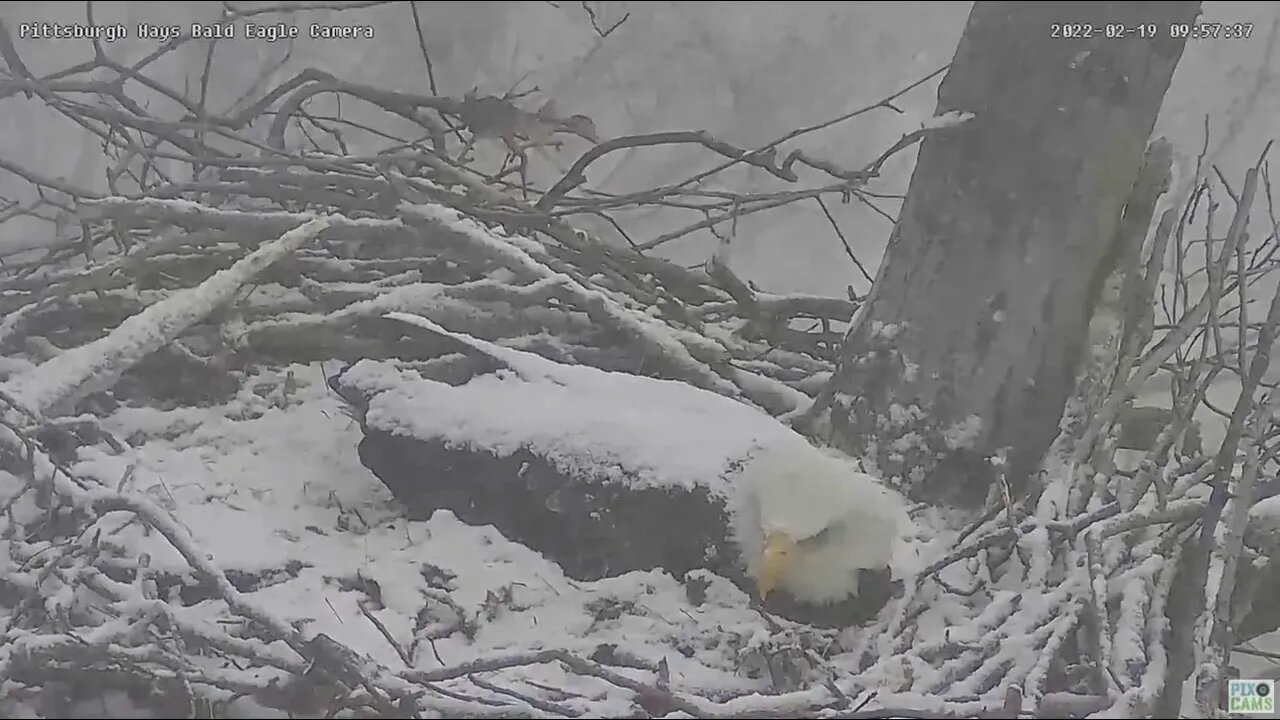 Hays Eagles Mom weathers a Snow Squall while incubating the three Eggs 2022 02 19