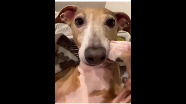 Funny animal video shots funniest cats and Dogs viral videos