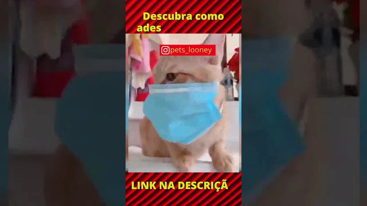 Eu quando alguém espirra perto de mim😹 - Gato engraçado #shorts