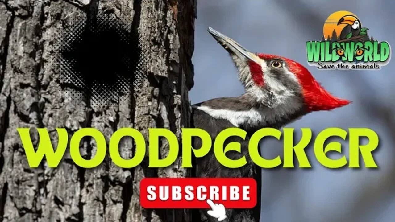 woodpecker