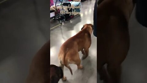 LonelyCreek at dog show