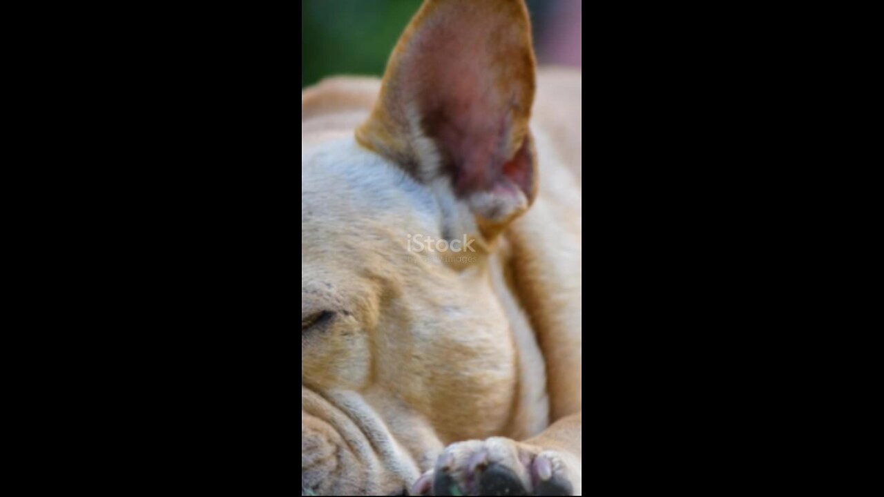 Bulldogs & French Bulldogs: The Brachycephalic Breeds