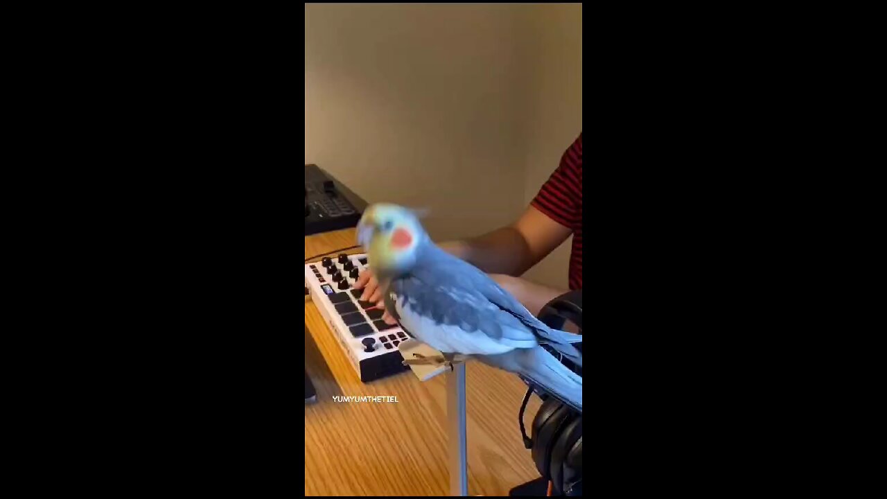 happy Bird