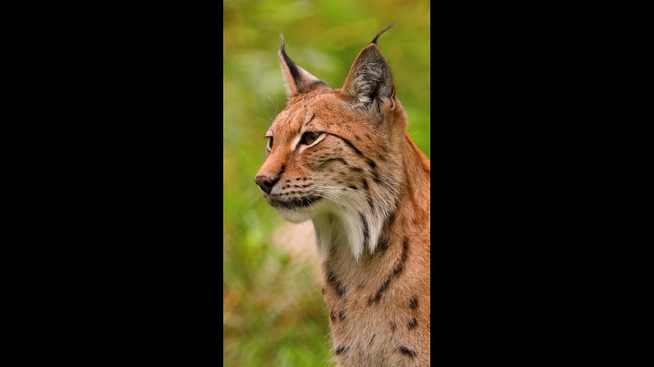 Beautifull Lynx