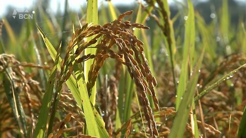 Rice Could Be A New Crop In Alberta - August 4, 2022