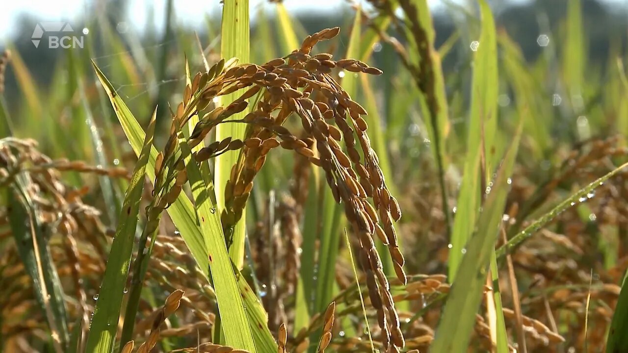 Rice Could Be A New Crop In Alberta - August 4, 2022