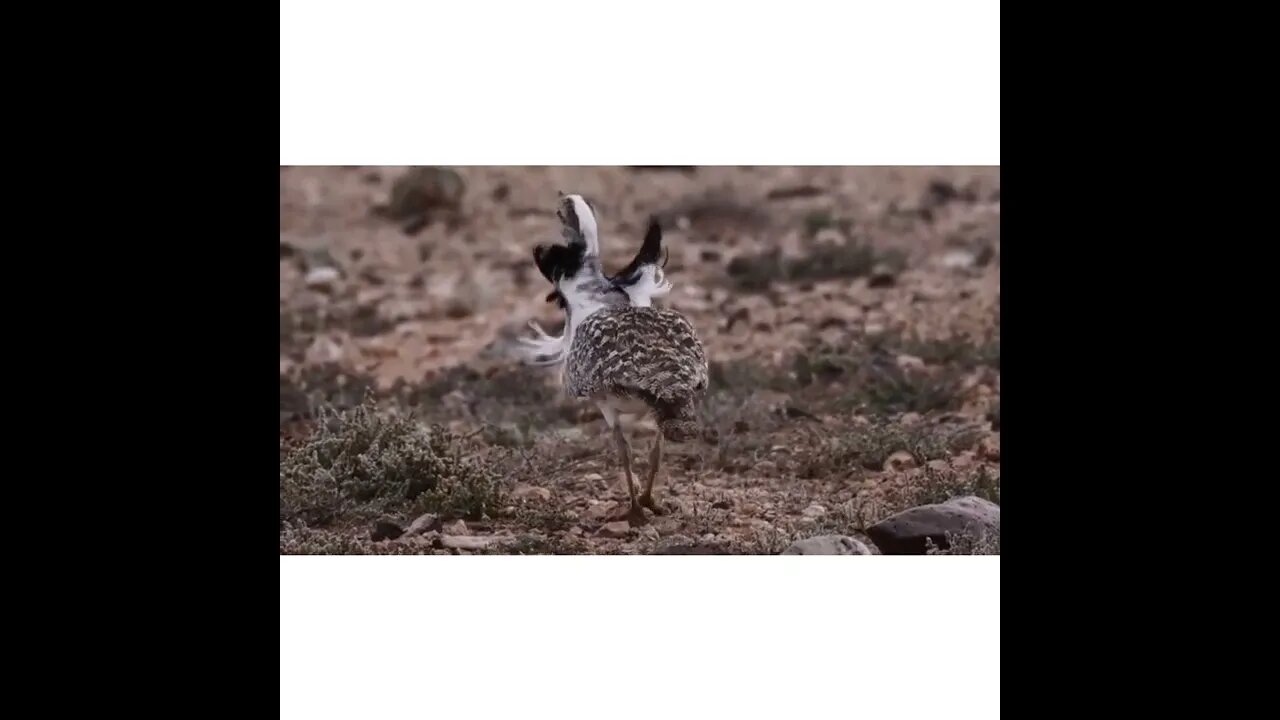 Talur Ka Shikar | Why Arab Princess Hunts Houbra Bustards