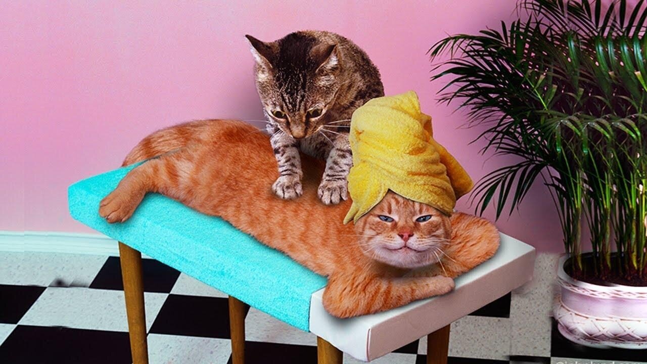 cute animals