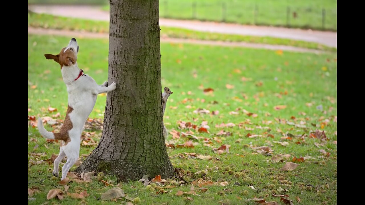 Top world 10 dog barking videos