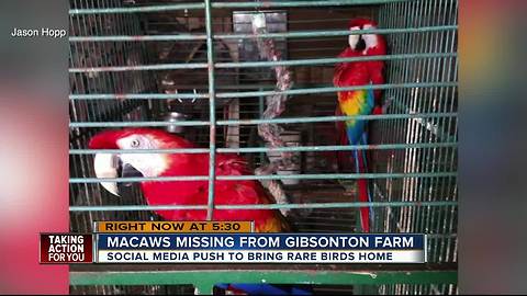 Gibsonton man on a desperate search to find his missing parrots