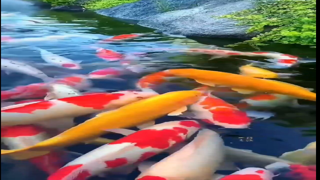 colorful fish