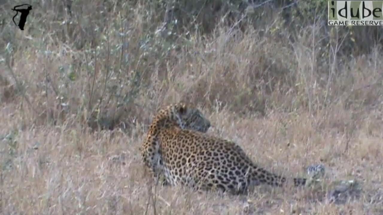 LION Vs LEOPARD: Lioness Stalks And Chases Male Leopard!