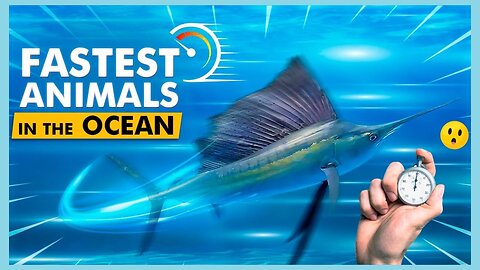 The Fastest Animal In The Ocean