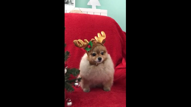 Pomeranian models her adorable holiday outfit