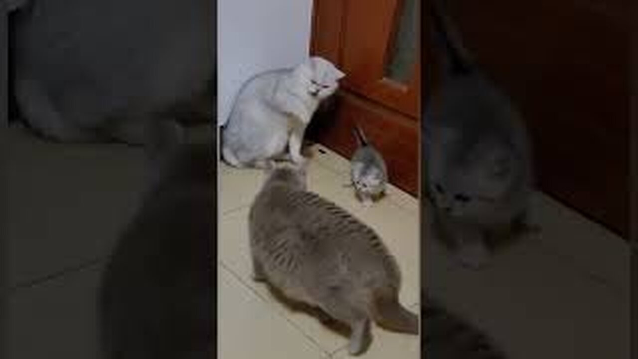 Cat funny videos