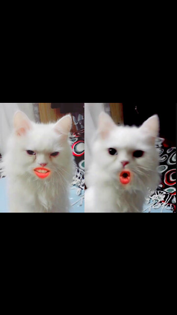 This Adorable Kitten Going To Break The Most Beautiful Kitten Award After Applying Tremendous Filter