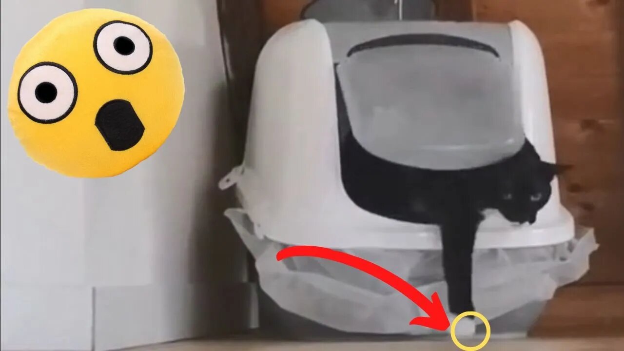 Try not to Laugh Funny Dogs and Cats Videos 🐶😻 - Funny Pets - Best funny animals 🤣 #35