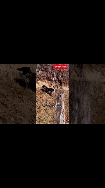 Exploring the Wonders of Wildlife: #shorts