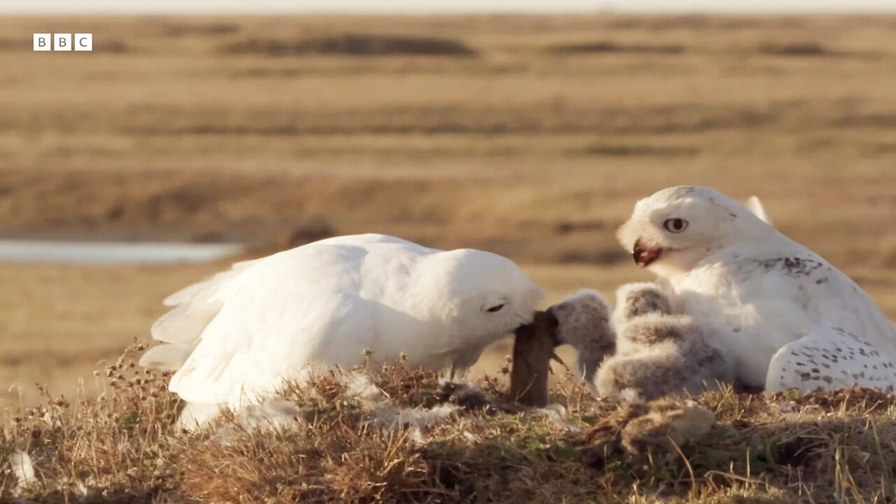 Snowy Owl's Commitment to Parenthood ||Animal Super Parents || BBC Earth 🌎🌍