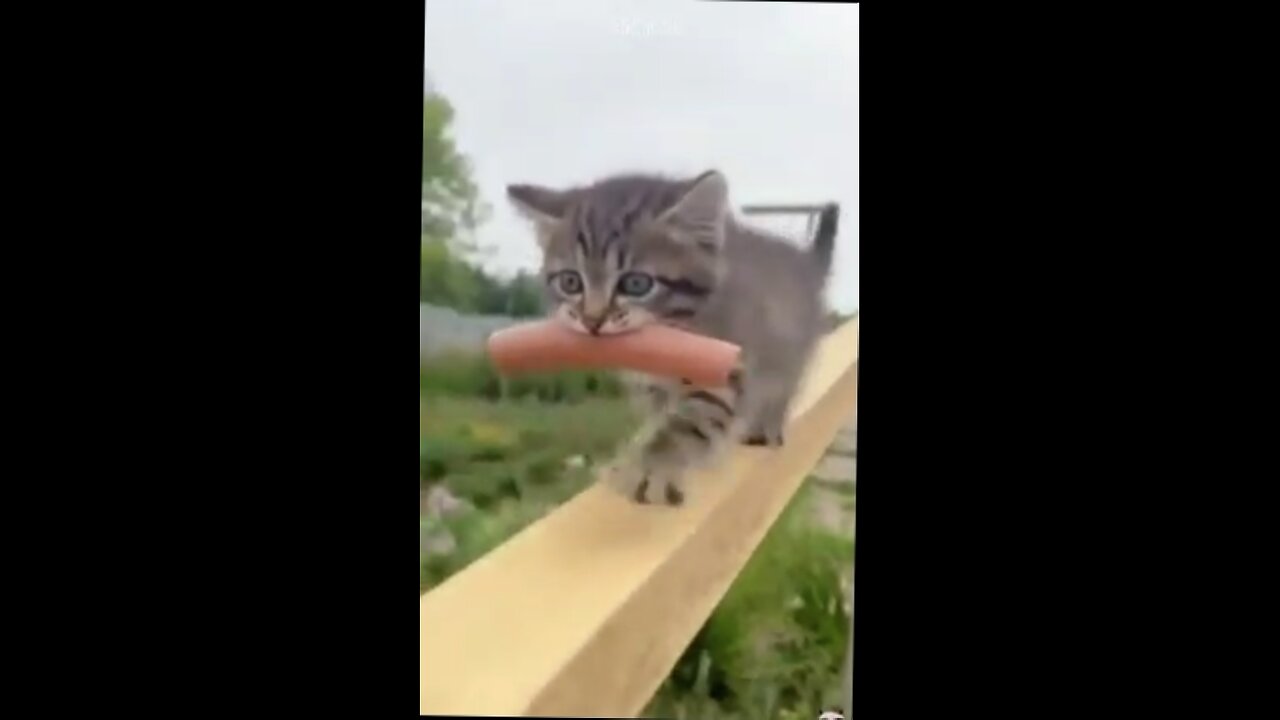 kitten brings a sausage to share with his dog friend.