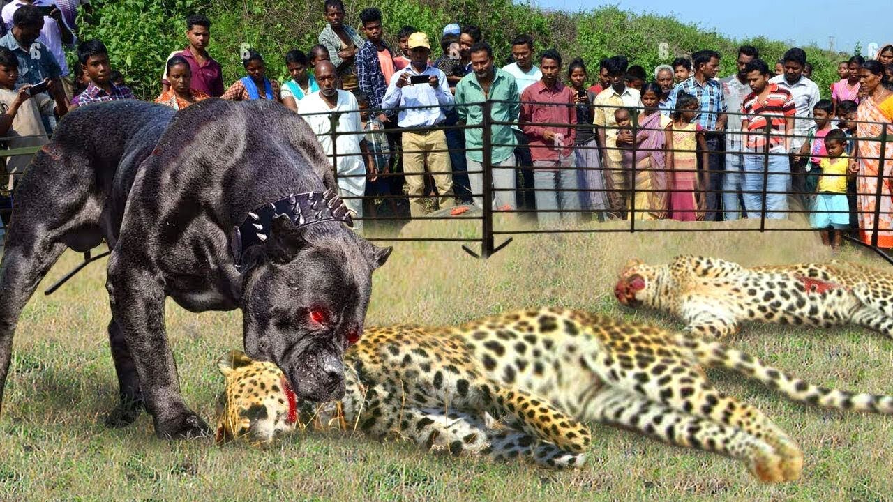 Leopard vs Dog War! Clouded Leopards Are In Danger When Entering People's Houses To Hunt Fierce Dogs