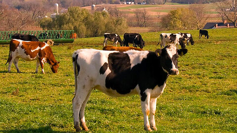 KTF News - Beef prices hit record high as southwestern US recovers from worst dry in 1,200 years
