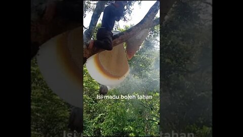 madu odeng asli