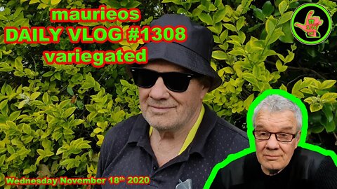 maurieos DAILY VLOG #1308 variegated