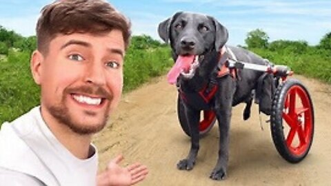 We Helped Paralyzed Dogs Run Again