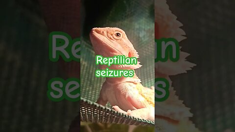 Reptilian light show