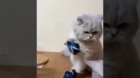 gato boxeador