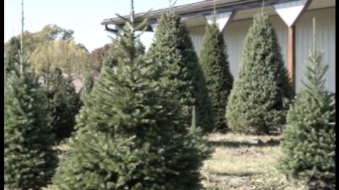 Michigan produces the 3rd-most real Christmas trees in the US; here's why there could be a shortage