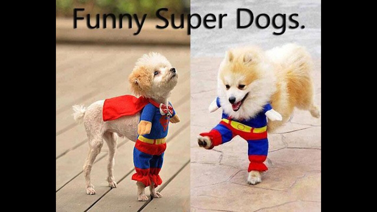 Super Funny Dog Videos 2021