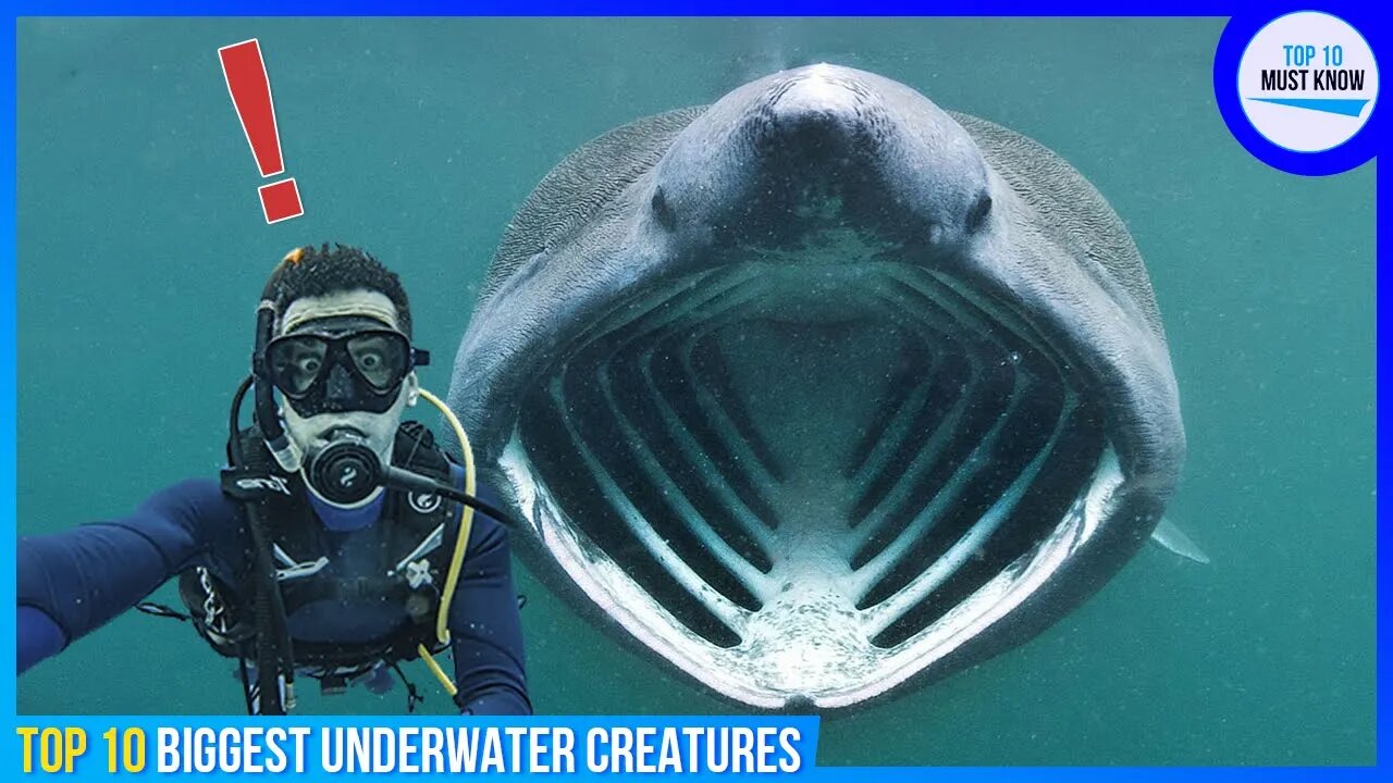 Top 10 Biggest Underwater Creatures