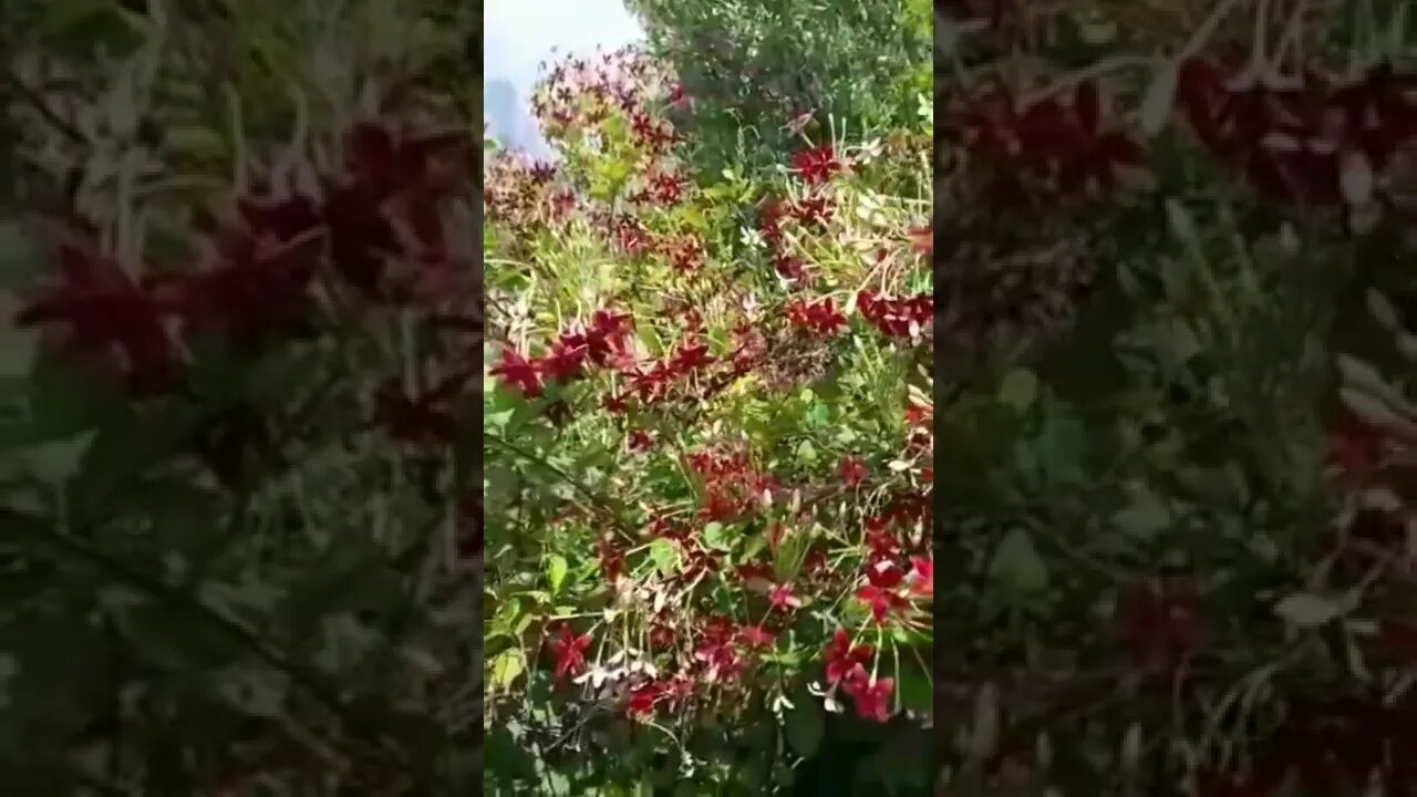 my garden#shorts