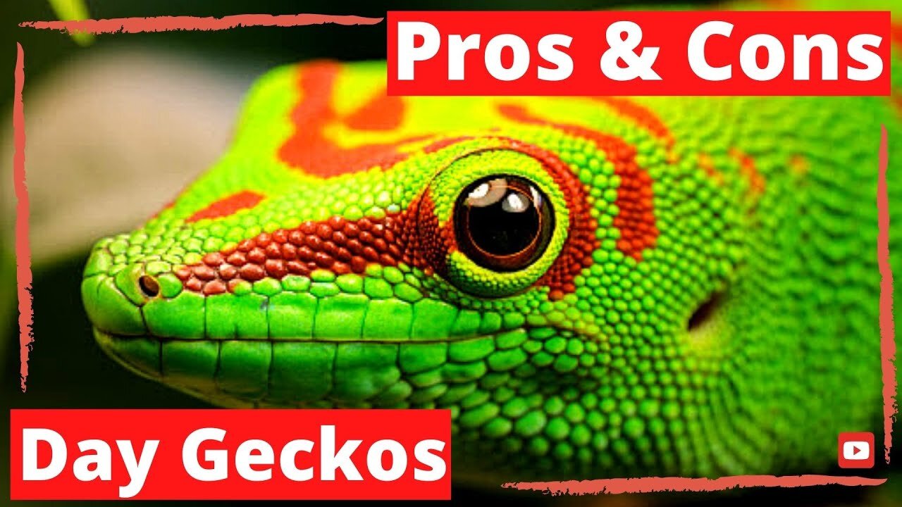 Pros & Cons to Giant Day Geckos As Pets