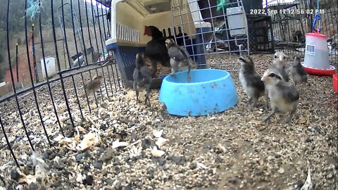 Hen and rooster move chicks into shelter in rain