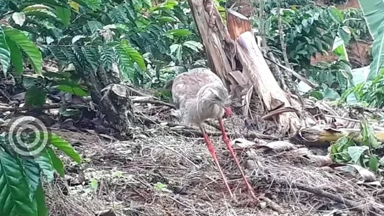 Seriema em busca de comida ave cariamiforme, Cariamidae.