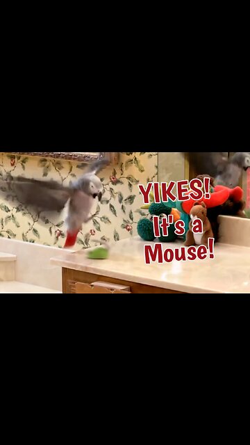 Parrot Hilariously Jumps Over Toy Mouse