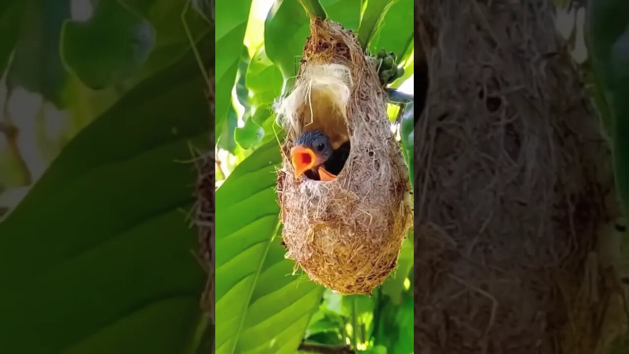 🐦