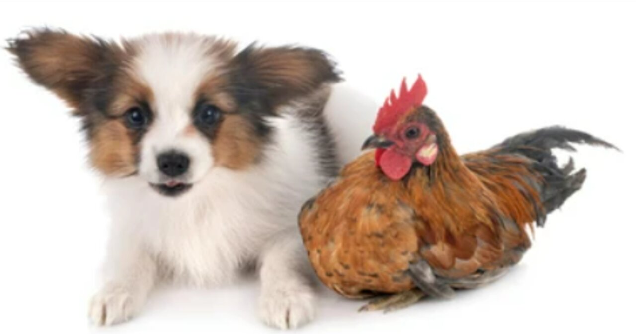 Funny !! Chicken vs Dog !! This is hilarious afffffff !!!!!