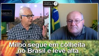 Milho segue em colheita no Brasil e leve alta