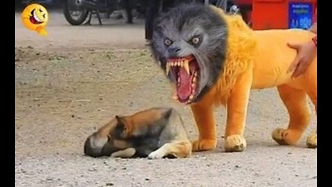 Animal Prank Troll Prank Dog Funny & fake Lion and Fake Tiger Prank To dog & Huge Box Prank to dog