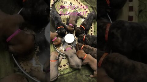 Puppy sounds Learning to eat LonelyCreek bullmastiff #bullmastiff