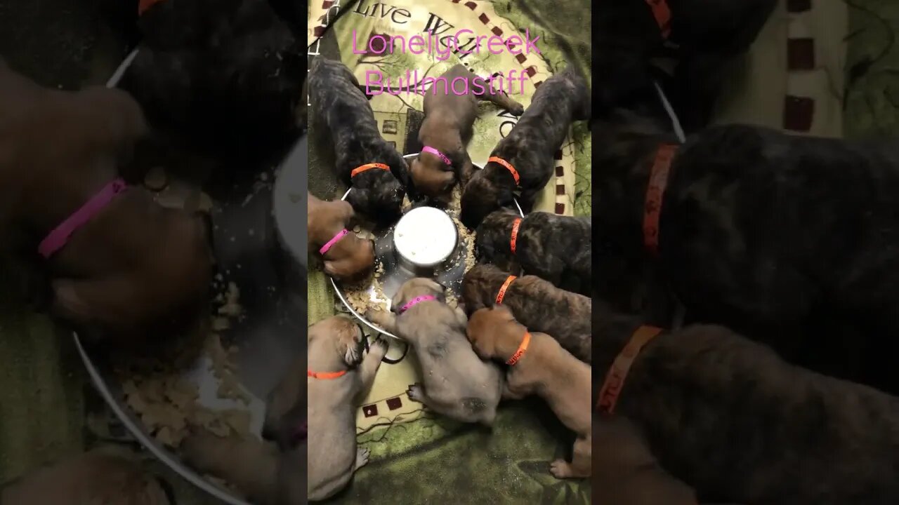 Puppy sounds Learning to eat LonelyCreek bullmastiff #bullmastiff