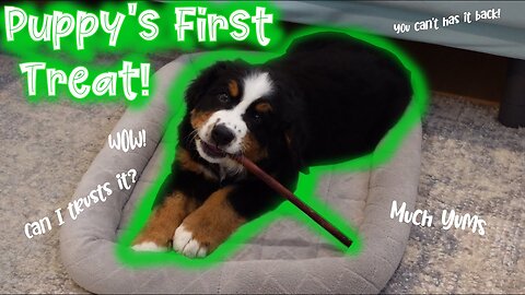 Bernese Mountain Dog Puppy's First Treat