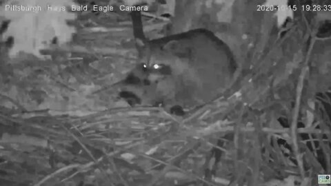 Hays Eagles Nest Stripes the Raccoon returns 2020 10 15 709pm