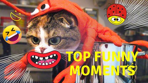 Funny animals Funny cats dogs Funny animal videos