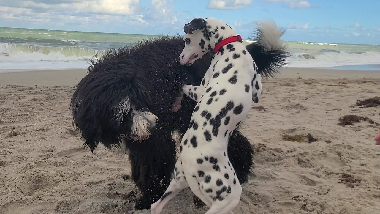 Luna Back at the Beach