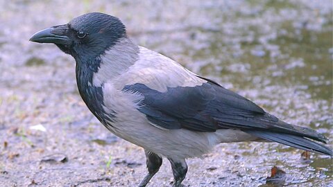 Hooded Crow from Table to Grass to Mud